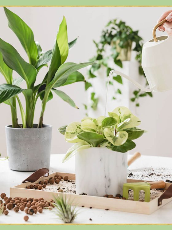 Ingrijirea plantelor de apartament: 6 greseli comune
