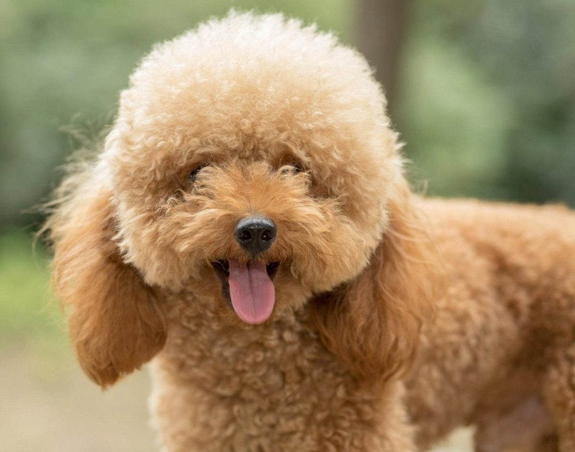 Goldendoodle