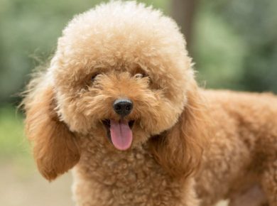 Goldendoodle