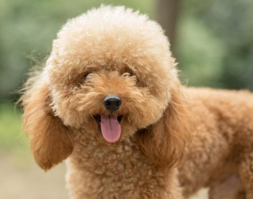 Goldendoodle